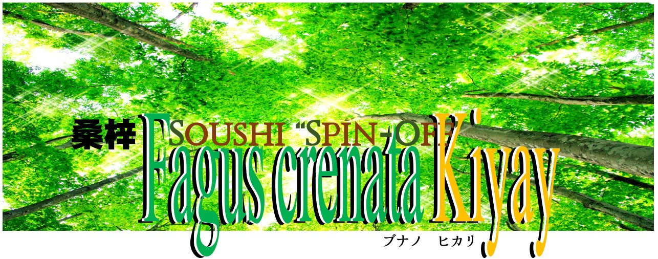 桑梓 Spin Off Fagus Crenata Kiyay ブナノ ヒカリ
